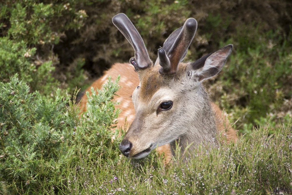 Young Sika Deer